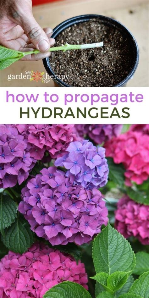 The art of drying and preserving magical candle hydrangea blooms